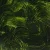 Sap Green